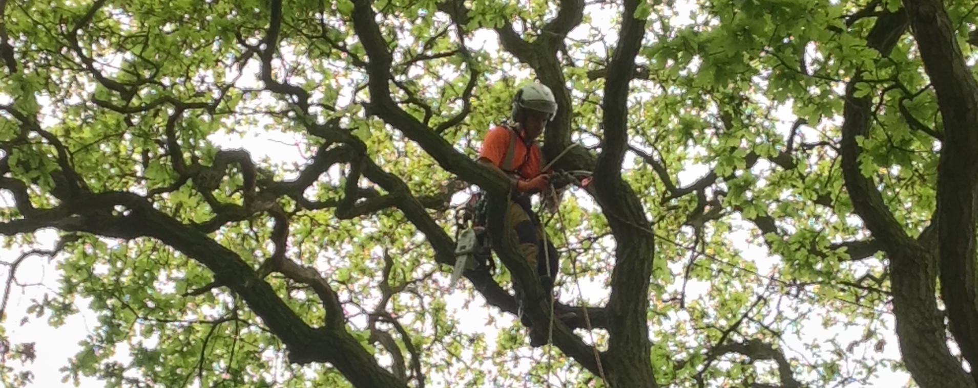 Image of ARB UK Working In Tree Top