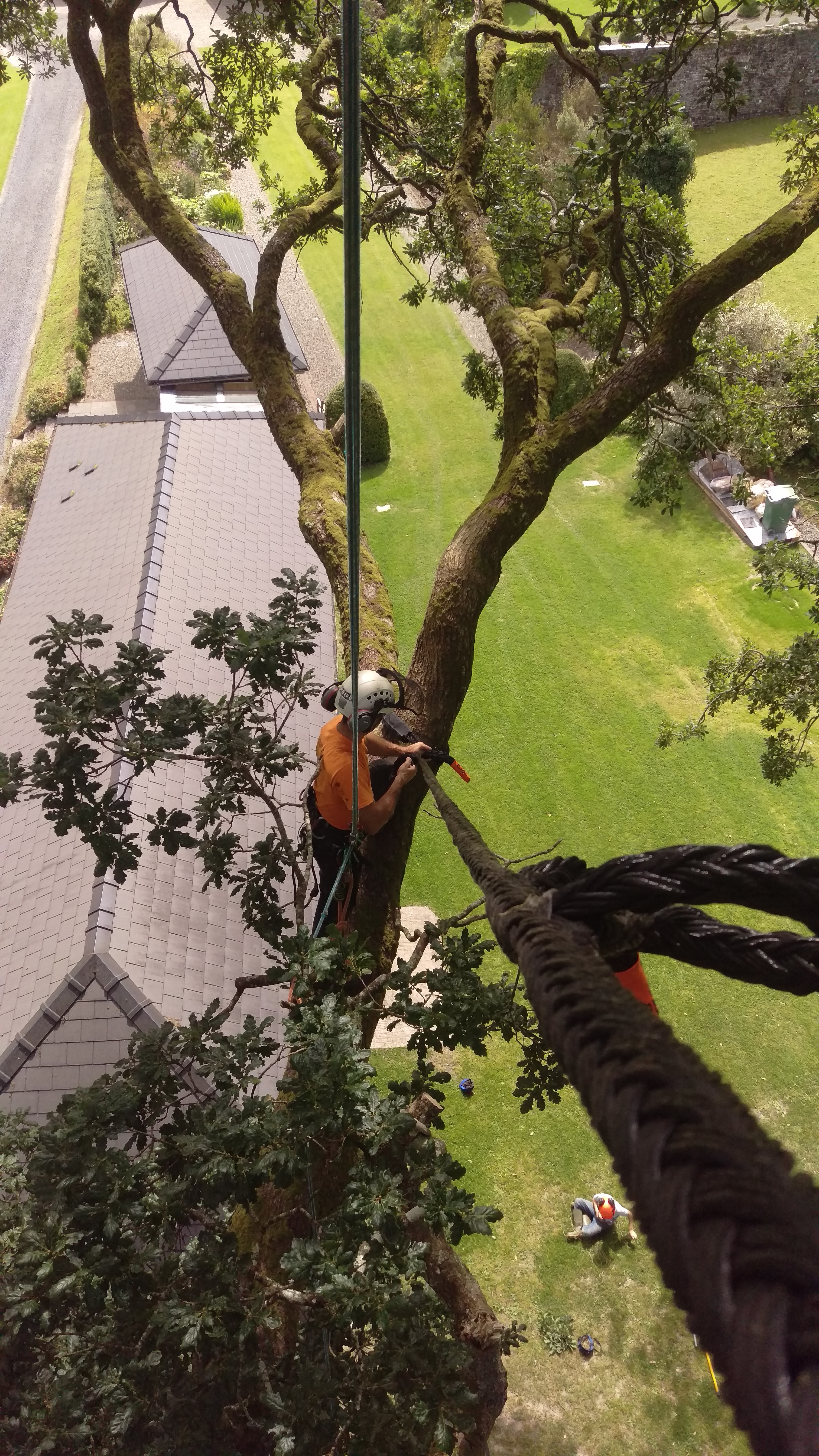 Image of ARB UK working in a Tree